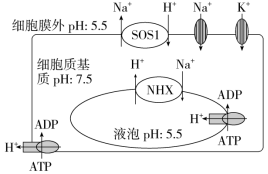 F:\一轮\生物\119.TIF